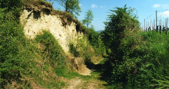 Landschaft am Kaiserstuhl